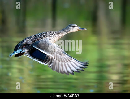 Mallard duck battenti close up Foto Stock