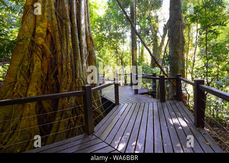 Il Boardwalk attraverso maestosi Antartico del bosco di faggio in Springbrook National Park, entroterra della Gold Coast, Queensland, QLD, Australia Foto Stock