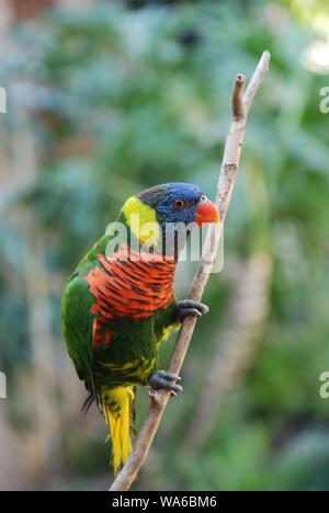 Un lone Rainbow Lorikeet appollaiato su un ramo Foto Stock