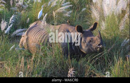 Rhino nella prateria di Chitwan il parco nazionale Nepal Foto Stock