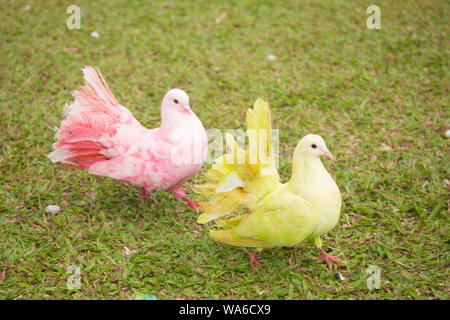 Coppia di colombe su erba verde dello sfondo. Matura in amore di coloratissimi piccioni. Foto Stock