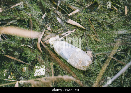 Vecchia bottiglia di plastica galleggia in acqua di palude o torbiera. Usate la bottiglia vuota a sinistra in acqua. Concetto di Eco Garbage Disaster dall'inquinamento ecologico di environ Foto Stock