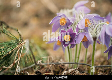 La Bielorussia. Bella Wild fiori di primavera Pulsatilla Patens. Fioritura rigogliosa pianta In Famiglia Ranunculaceae, nativo di Europa, Russia e Mongolia, Cina Foto Stock