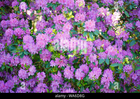 Viola fiore di rododendro, close-up, Germania Foto Stock