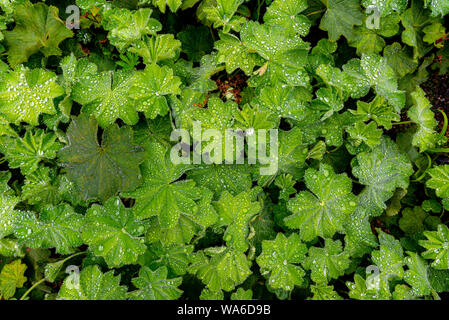 Close-up su foglie di piante perenni (Alchemilla mollis) e rugiada presi su un nuvoloso giorno Foto Stock