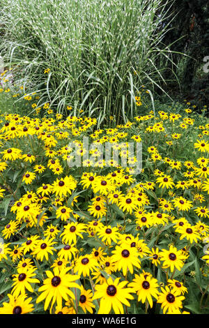 Black-eyed Susan Zebra erba, Rudbeckia fulgida Miscanthus sinensis, mix Foto Stock