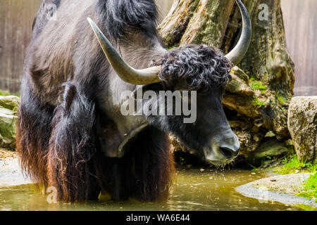 Primo piano di un selvaggio yak in piedi in una pozza d'acqua, tropicali specie di bestiame dall'himalaya dell Asia Foto Stock