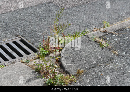 Le erbacce che crescono in gronda della strada Foto Stock