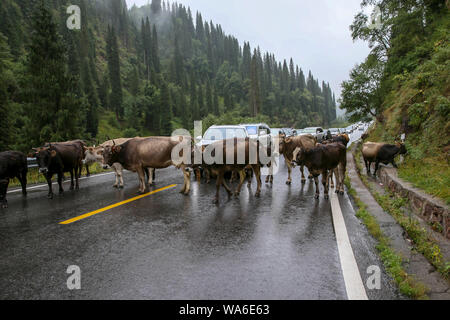 (190818) -- URUMQI, Agosto 18, 2019 (Xinhua) -- le mucche e i veicoli sono visibili sul Dushanzi-Kuqa autostrada, a nord-ovest della Cina di Xinjiang Uygur Regione autonoma, Agosto 17, 2019. La sezione Dushanzi-Kuqa della Strada Nazionale 217 corre attraverso vari di paesaggi naturali tra cui ghiacciai, laghi, boschi e praterie, che la rendono un popolare percorso di marcia tra auto-guida viaggiatori, gli amanti della bicicletta e delle escursioni. (Xinhua/Li Peng) Foto Stock