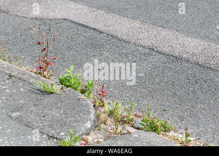 Le erbacce che crescono in gronda della strada Foto Stock