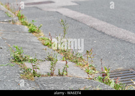 Le erbacce che crescono in gronda della strada Foto Stock