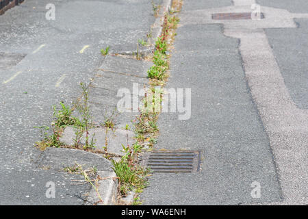 Le erbacce che crescono in gronda della strada Foto Stock