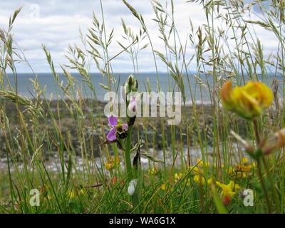 Bee Orchid e altri fiori tra erba, costa pennini, England, Regno Unito Foto Stock