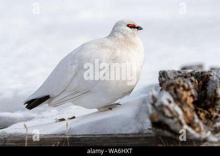 Adulto Pernice bianca, Lagopus muta, nell'habitat naturale della neve di Svalbard. Questo uccello è la visualizzazione di inverno piumaggio. Foto Stock