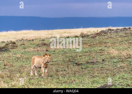 I capretti maschio di leone nella luce della sera. Masi Mara, Kenya Foto Stock