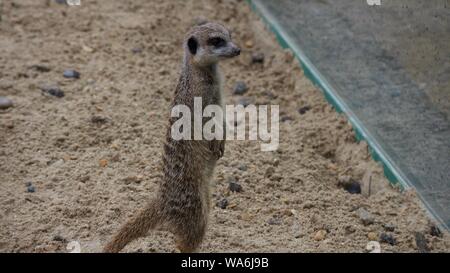 Meerkats a Longleat Safari Park Foto Stock