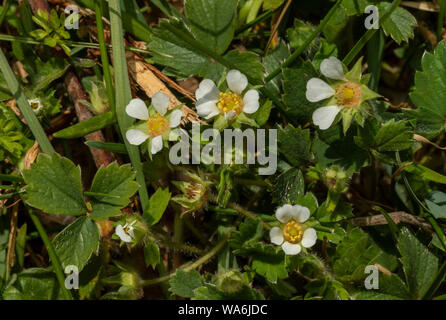 Sterile fragola, Potentilla sterilis in fiore nel bosco, molla; su Exmoor. Foto Stock