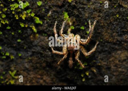 Curious Spider su un muro evitando di essere fotografato Foto Stock
