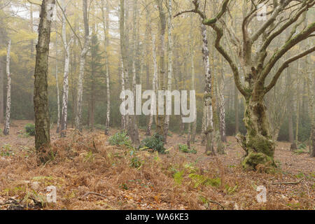 Bosco a St Ives station wagon, Bingley, West Yorkshire, Inghilterra, Novembre Foto Stock