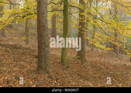 Il bosco di conifere a St Ives station wagon, Bingley, West Yorkshire, Inghilterra, Novembre Foto Stock