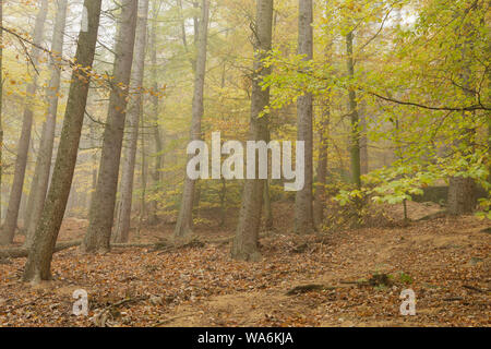 Il bosco di conifere a St Ives station wagon, Bingley, West Yorkshire, Inghilterra, Novembre Foto Stock