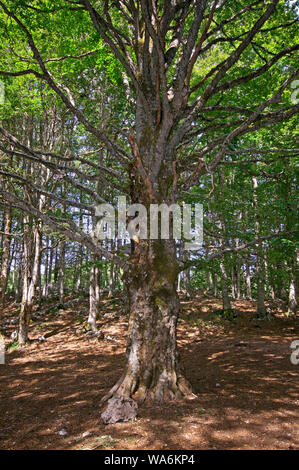 Grande faggio (Fagus sylvatica) nella foresta, Parco Regionale dei Monti Simbruini, Lazio, Italia Foto Stock
