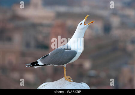 Gabbiano a zampe gialle (Larus cachinnans), Roma, Lazio, Italia Foto Stock