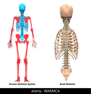 Scheletro umano del sistema dello scheletro assiale anatomia Foto Stock