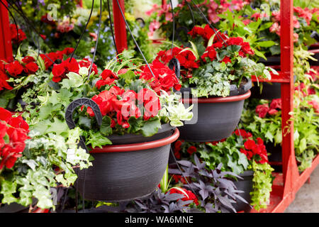 Rosso fiori di petunia in vasi da fiori per il giardinaggio in una serra il mercato dei fiori Foto Stock