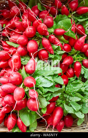 Pila di fresco di ravanello rosso sul mercato degli agricoltori di stand. Vista ravvicinata. Foto Stock