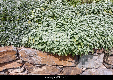 Salvia, foglie di Salvia, erbe culinarie che crescono su giardino parete di erbe, confine Foto Stock