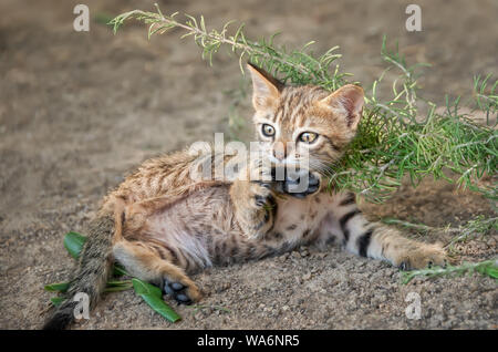 Carino brown tabby gattino gioca con la sua gamba e rotolare sulla sua schiena, espone la sua pancia e guardando curiosamente, Cicladi, isola Egea, Grecia Foto Stock