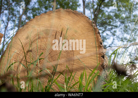 Tagliato tronco di albero Foto Stock