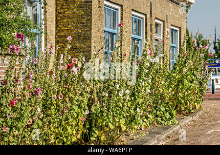 Harlingen, Paesi Bassi, 26 Luglio 2019: facciata in mattone nella città vecchia riccamente ricoperti di hollyhock in vari colori Foto Stock