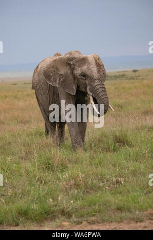 Grande elefante africano che cammina verso la macchina fotografica presa su safar iin il Masai Mara, Kenia Foto Stock