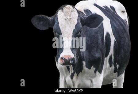 Un bianco e nero mucca isolata su uno sfondo nero Foto Stock