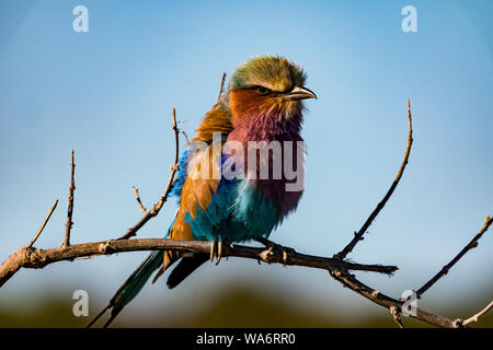 Lilla rullo contraffacciate siede su un ramo di albero in Namibia Foto Stock