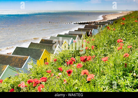 Papaveri rossi tra le erbe sulla scogliera di Southwold, Suffolk, con capanne sulla spiaggia sottostante. Foto Stock