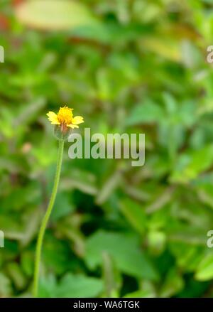 Fiori e piante, luminoso e bello Tridax Procumbens, Coatbuttons o Tridax Daisy cresce in un giardino, segni di primavera ed estate Foto Stock