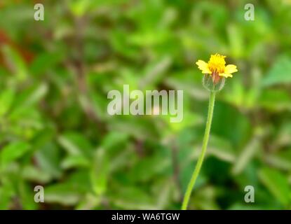 Fiori e piante, luminoso e bello Tridax Procumbens, Coatbuttons o Tridax Daisy cresce in un giardino, segni di primavera ed estate Foto Stock