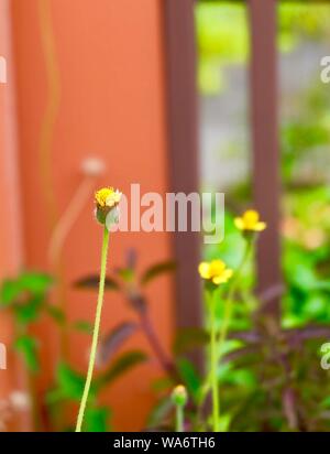 Fiori e piante, luminoso e bello Tridax Procumbens, Coatbuttons o Tridax Daisy cresce in un giardino, segni di primavera e estate. Foto Stock