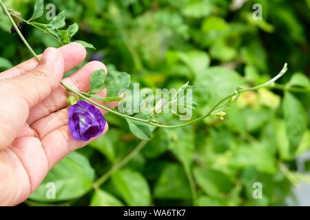 Bel Fiore, mano azienda viola Butterfly Pea fiore o Asian Pigeonwings Fiori con foglie di colore verde sulla vite. Foto Stock