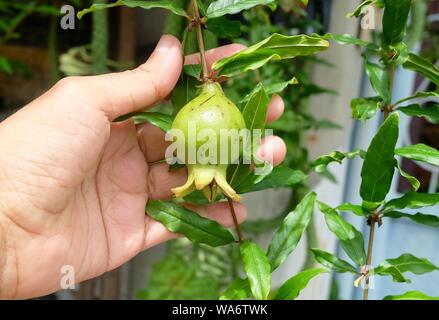 Ecologia e Ambiente nozione, primo piano della mano che tiene accuratamente il melograno, Cinese Apple o Punica Granatum frutto su albero. La cura della Gar Foto Stock