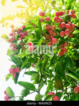 Frutta fresca, mature e deliziosa Karanda Carissa Carandas L frutti con foglie verde sulla pianta. Foto Stock