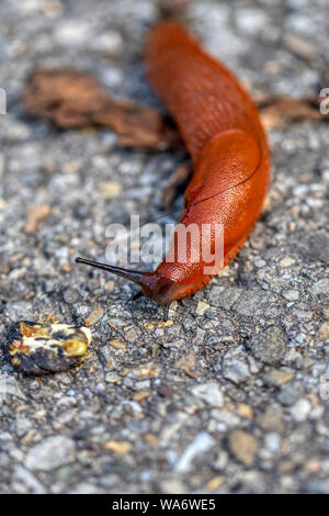 Macro dettagliata colpo di un arancione slug strisciante sul terreno, animale Foto Stock