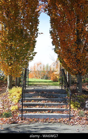 scala in granito ricoperta di foglie fiancheggiata da 2 alberi in colori autunnali Foto Stock