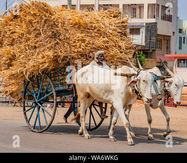 BADAMI, INDIA, MAR 18, 2018: uomo Bue aziona il carrello con carico massicci essiccato di stocchi di mais per il mangime degli animali Foto Stock