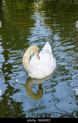 Colore bianco swan nuoto in piscina in un giardino botanico ed è una destinazione turistica popolare nel nord della Thailandia. Cygnus atratus Foto Stock