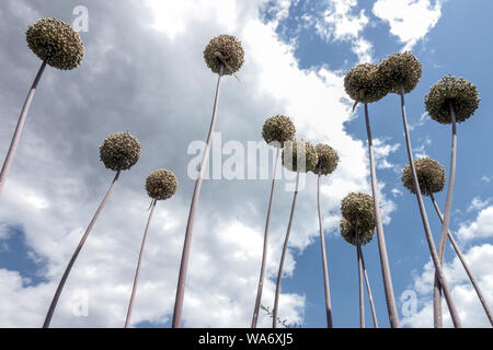 Allium 'Summer batterista', le teste dei fiori su steli secchi contro sky Foto Stock