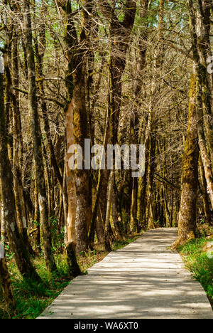 Pavimentazione in legno sul percorso turistico attraverso la reliquia yew-bosso grove Foto Stock